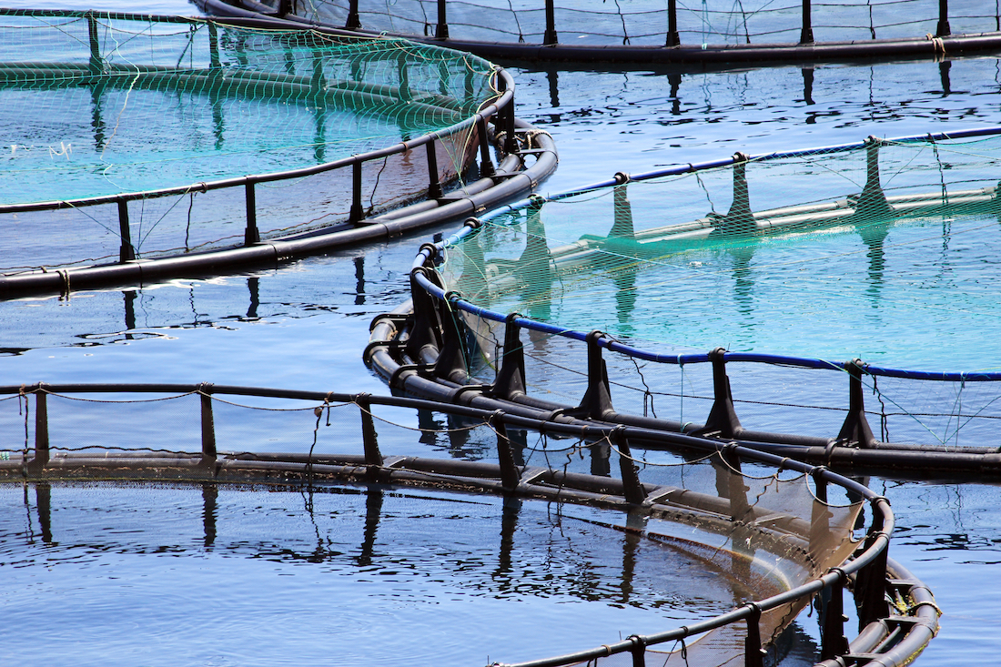 Fish Farm to show analogy of converting website visitors into long term growth