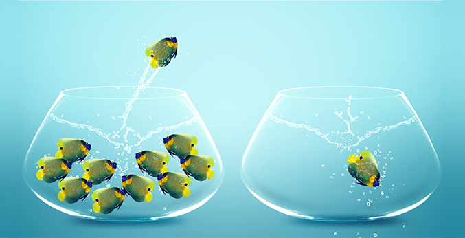 Fish jumping into a bowl. Inbound marketing