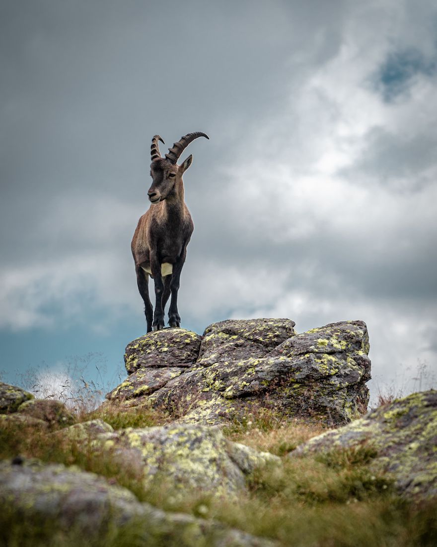 Goat on top of mountain